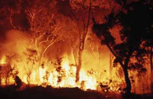Bushfires Pictures